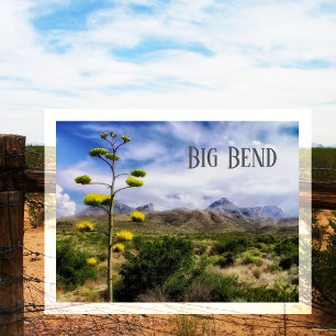 Big Bend Landscape, Century Plant Blossom, TX Briefkaart