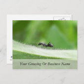 Big Black Ant Briefkaart (Voorkant / Achterkant)