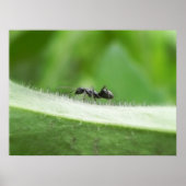 Big Black Ant Poster (Voorkant)