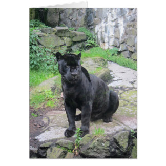 Big Black Jaguar Cat op zondag in Rock