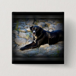 Big Black Pitbull Lab Cross Vierkante Button 5,1 Cm