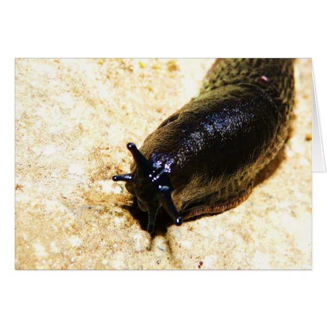Big Black Slug (Voorkant Horizontaal)