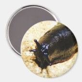 Big Black Slug Magneet (Voorkant / Achterkant)