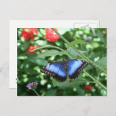 Big Blue Butterfly 2 Briefkaart (Voorkant / Achterkant)
