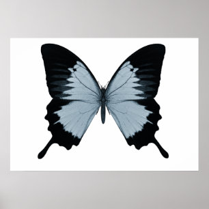 Big Blue en Black Butterfly Poster