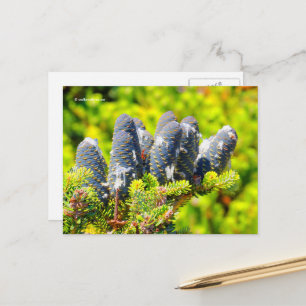 Big Blue Korean Fir Cones Briefkaart