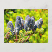 Big Blue Korean Fir Cones Briefkaart (Voorkant)