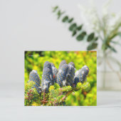Big Blue Korean Fir Cones Briefkaart (Staand voorkant)
