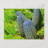 Big Blue Korean Fir Cones Briefkaart (Voorkant)