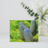 Big Blue Korean Fir Cones Briefkaart (Staand voorkant)