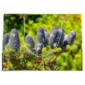 Big Blue Korean Fir Cones Large Cadeautasje (Voorkant)