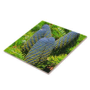 Big Blue Korean Fir Cones Tegeltje