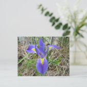 Big Blue Louisiana Iris Briefkaart (Staand voorkant)