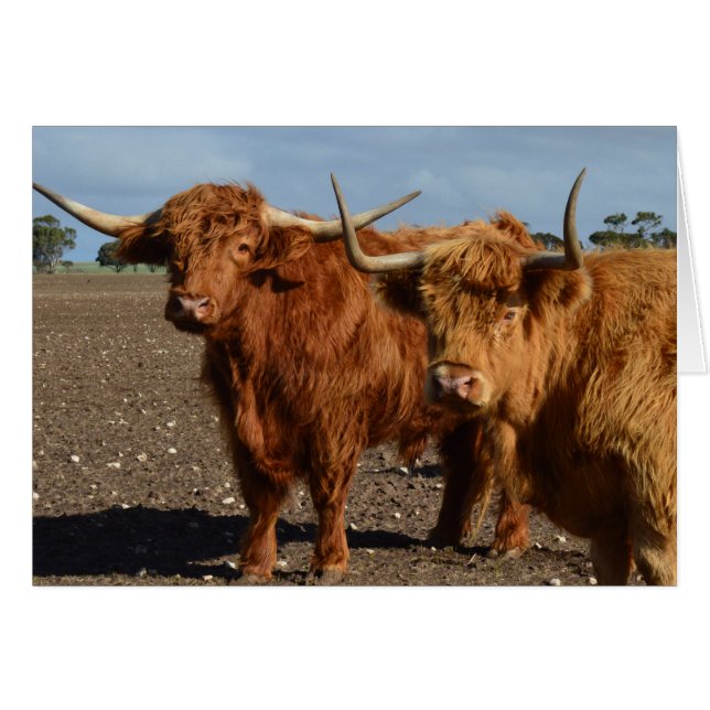 Big Brown Highland Cows (Devant horizontal)