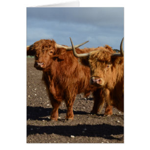 Big Brown Highland Cows