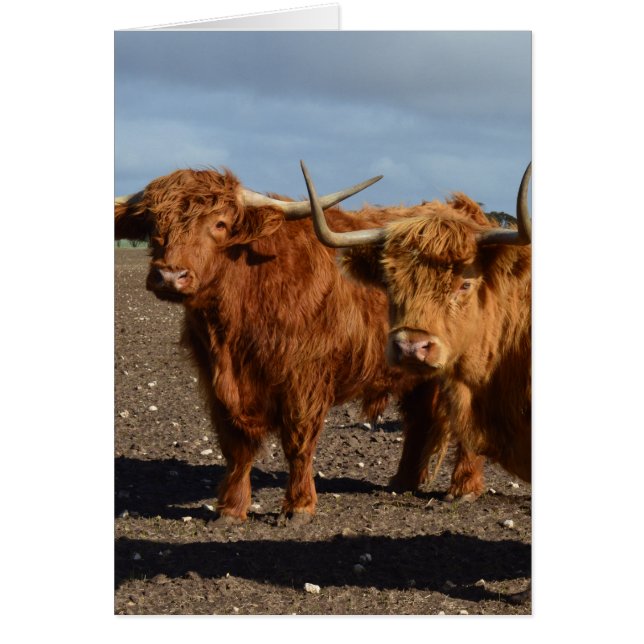 Big Brown Highland Cows (Devant)