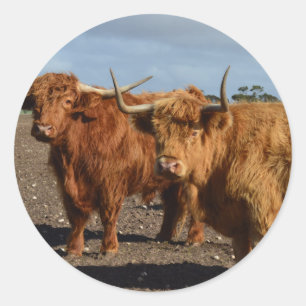 Big Brown Highland Koeien, Ronde Sticker