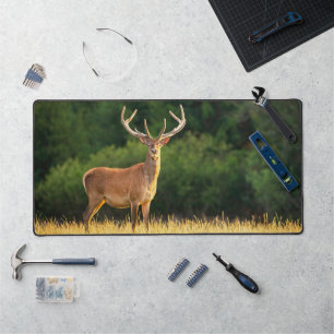Big Buck Deer