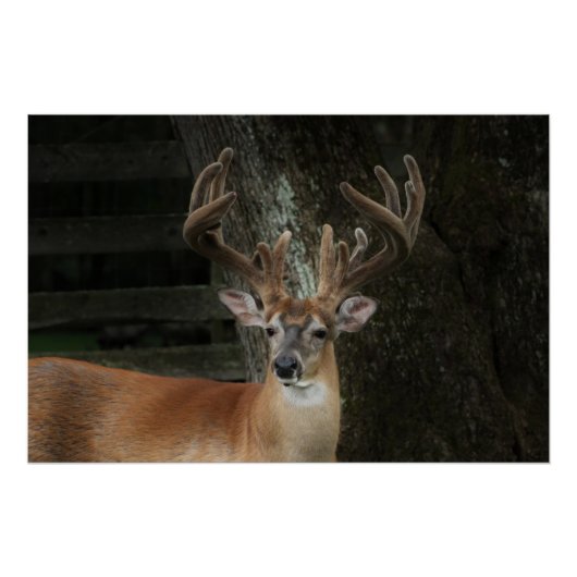 Big Buck Deer Perfect Poster (Voorkant)