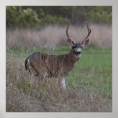 Big Buck Four-Pointer Poster (Voorkant)