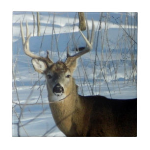 Big Buck Winter Tegeltje
