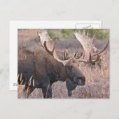 Big Bull Moose Briefkaart (Voorkant / Achterkant)