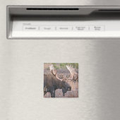 Big Bull Moose Magneet (Insitu (Vaatwasser))