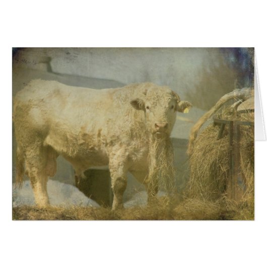 Big Bull, toute occasion carte de voeux vierge (Devant horizontal)
