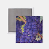 Big Bunch van Juicy Paarse druiven Magneet (Voorkant / Achterkant)