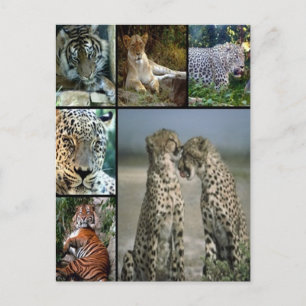 Big Cat collage Briefkaart