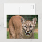 Big Cat Cougar (Puma Concolor) Briefkaart (Voorkant / Achterkant)