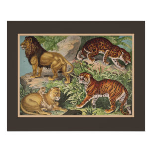 Big Cat Lions Tigers, luipaarden, dieren afdrukken Perfect Poster