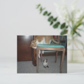 Big Cat Sees Little Kitten Carte postale (Debout devant)
