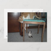 Big Cat Sees Little Kitten Carte postale (Devant / Derrière)