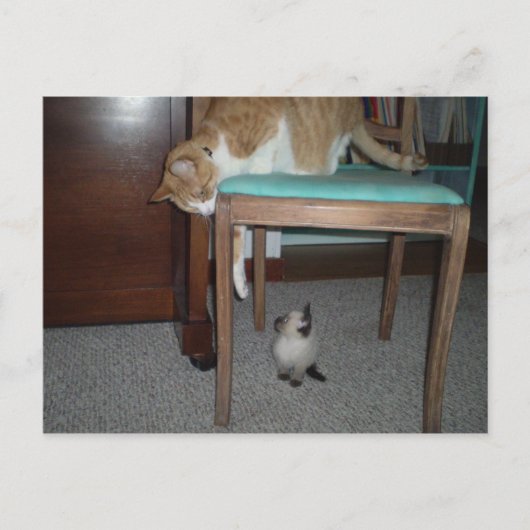 Big Cat Sees Little Kitten Carte postale (Devant)