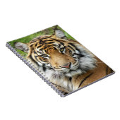 Big Cat Sumatran Tiger Foto Notitieboek (Rechterzijde)