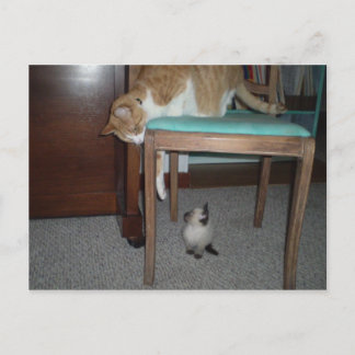 Big Cat ziet Little Kitten Briefkaart