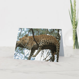 Big Cats Set - 7 Kaart