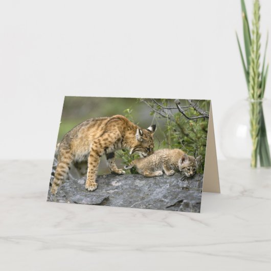 Big Cats Set - 9 Kaart (Voorkant)