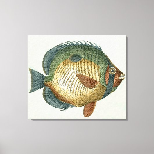 Big Colorful Fish Canvas Afdruk (Voorkant)