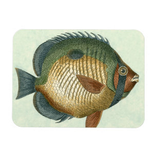 Big Colorful Fish Magneet