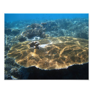 Big Corral Foto Afdruk