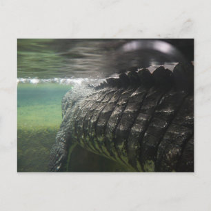 Big Crocodile Briefkaart