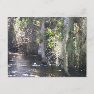 Big Cypress Briefkaart