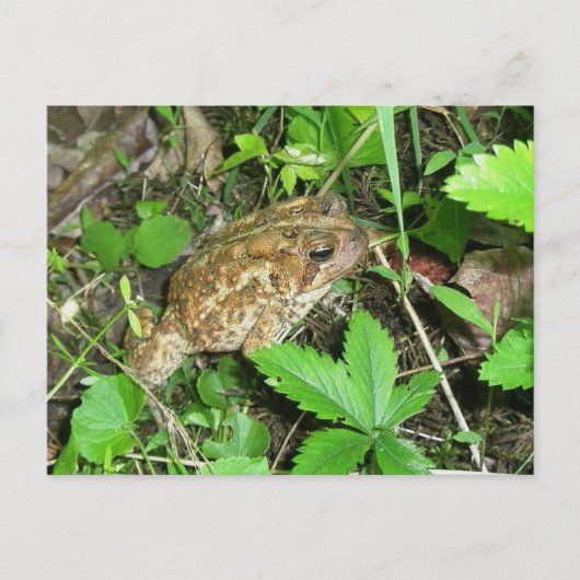 Big Dad Toad Briefkaart (Voorkant)