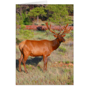 big elk