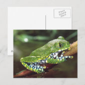Big Eye Treefrog, Leptopelis vermiculatus Briefkaart (Voorkant / Achterkant)