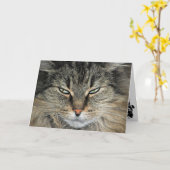 Big Face Cat Birthday Kaart (Gele Bloem)