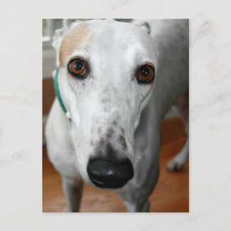 Big Face Greyhound Briefkaart