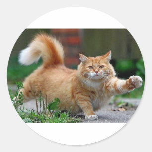 Big Fat Sinaasappel Cat Ronde Sticker